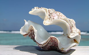 white and brown seashell on shore during daytime HD wallpaper
