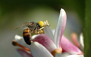 Honey bee perched on pink petaled flower