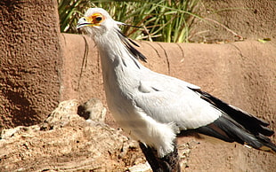 white and black bird during daytime
