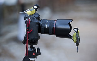close-up photography of birds