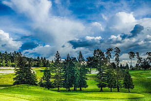 green pine trees at golf course under cumulus clouds, lake chabot