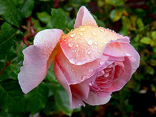 pink rose, darby HD wallpaper