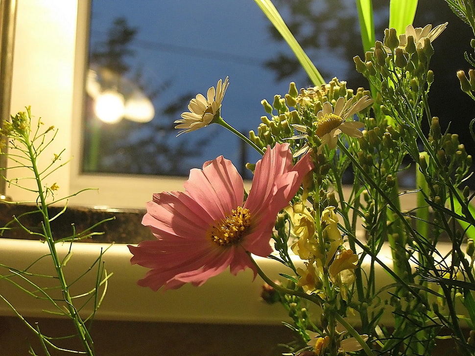 pink flower HD wallpaper