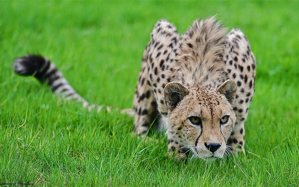 closed up leopard on grass HD wallpaper