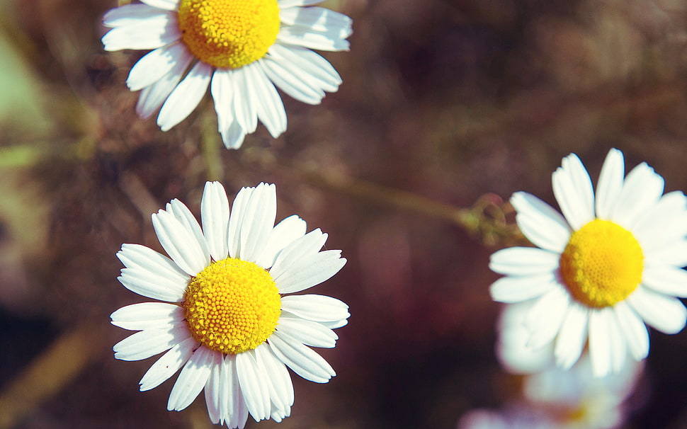 white chamomile flowers, daisies, flowers, plants, matricaria HD wallpaper