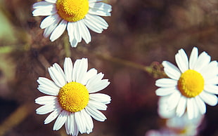 white chamomile flowers, daisies, flowers, plants, matricaria