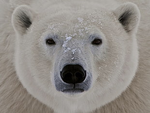 white bear covered in snow