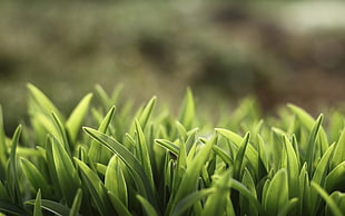 close up photography of green grasses