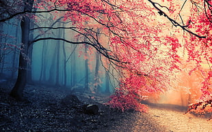 pink leaf tree