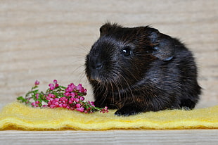 shallow focus photography of black hamster