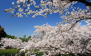 close up photo of white leaf tree