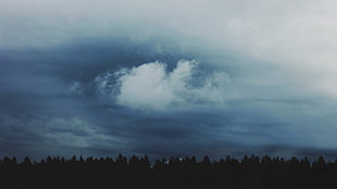 trees under white clouds, landscape