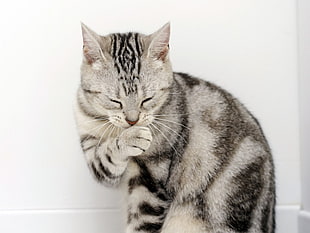 silver tabby cat beside white painted wall
