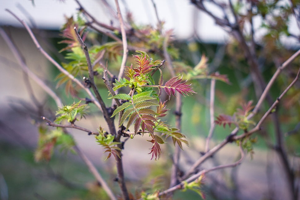 green leafed plant, spring, Latvia, Riga, nature HD wallpaper