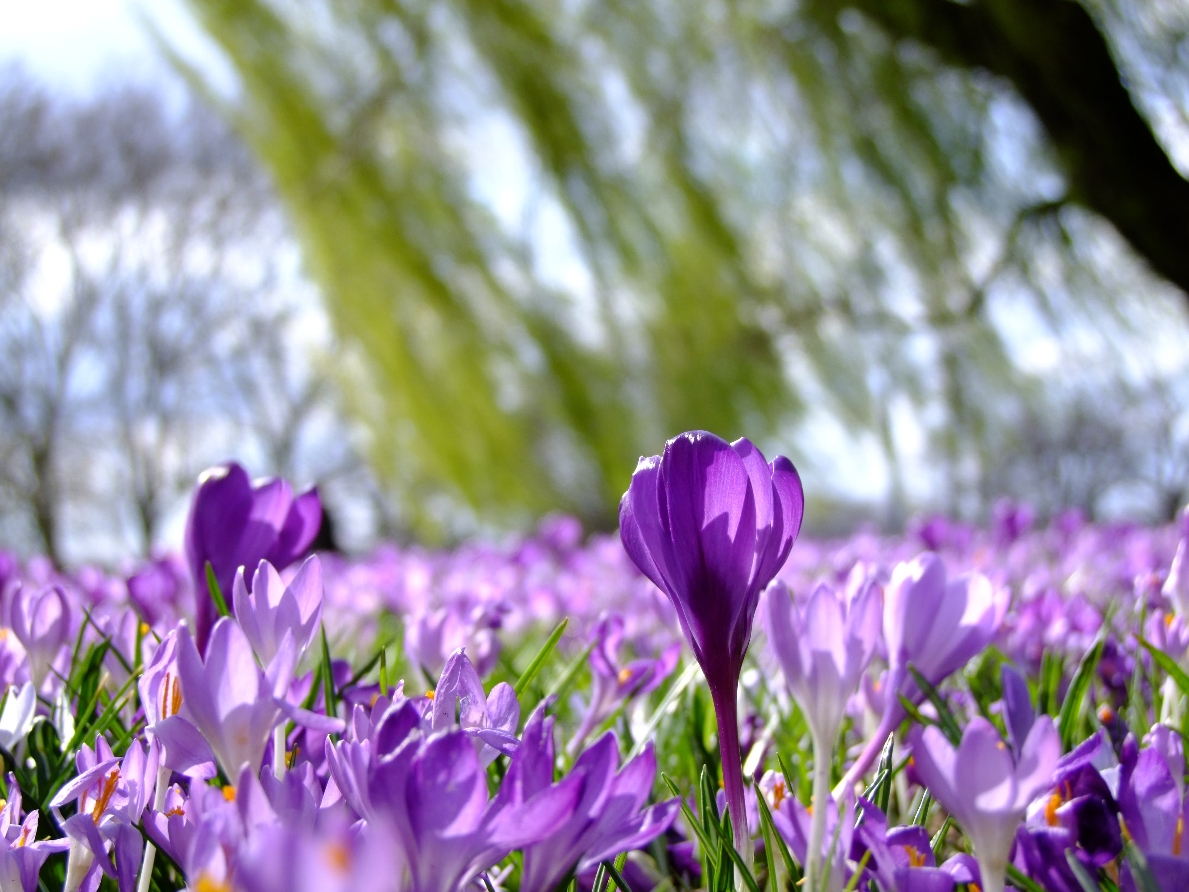 Весенние цветы в природе. Крокус весенний фиолетовый. Долина крокусов. Крокус цветок.