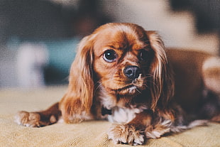 red and white Cavalier King Charles spaniel