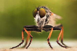 close-up photography of winged insect HD wallpaper