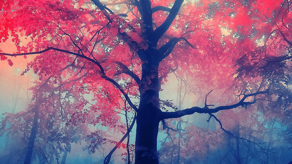 cherry blossom tree, trees HD wallpaper