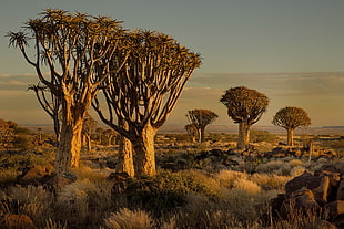 brown leafed trees, Namibia, Africa, nature, landscape