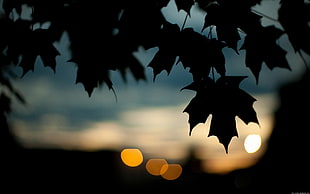 silhouette of maple leaf HD wallpaper