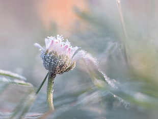 white flower bud in macro shot photography