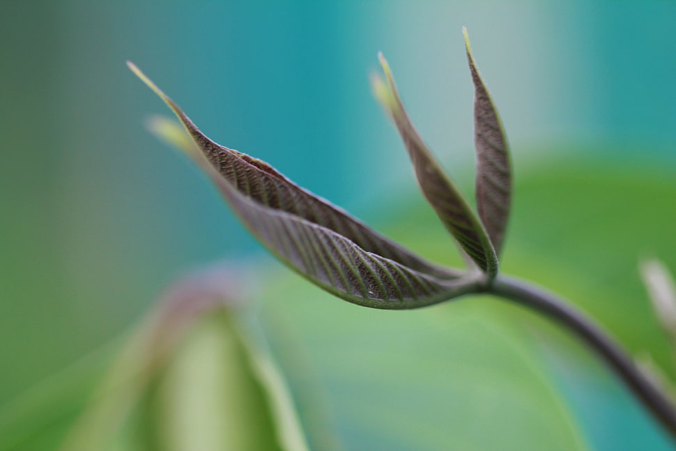 macro shot of brown leaves HD wallpaper