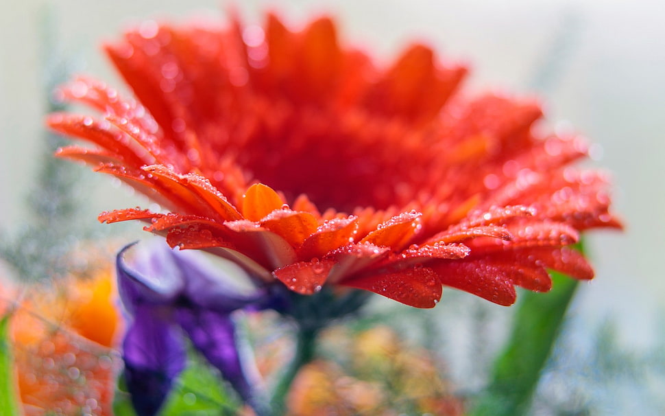 red flower HD wallpaper