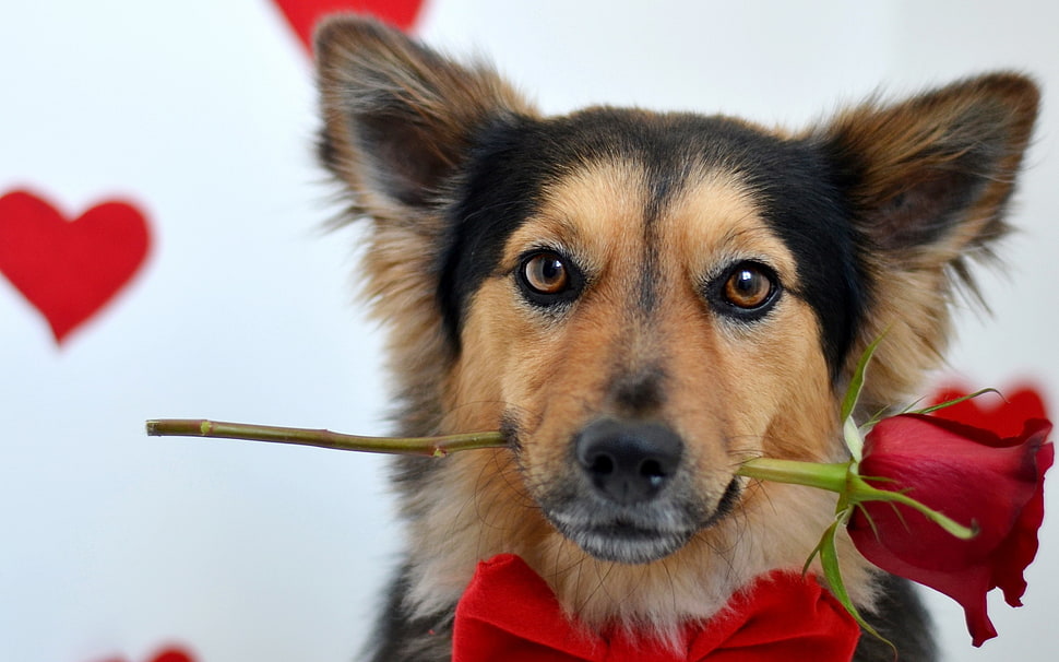 black and tan dog HD wallpaper