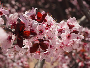 pink cherry blossoms HD wallpaper