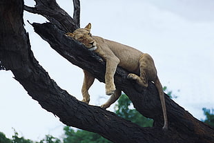 Wildlife photography of jaguar lying down in branch
