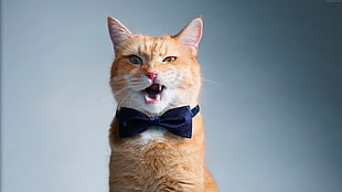 photography of mad orange tabby cat against gray background