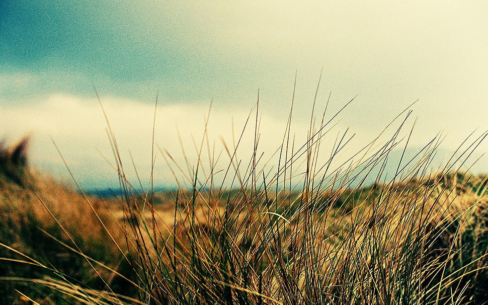 brown leaf grass field, nature HD wallpaper
