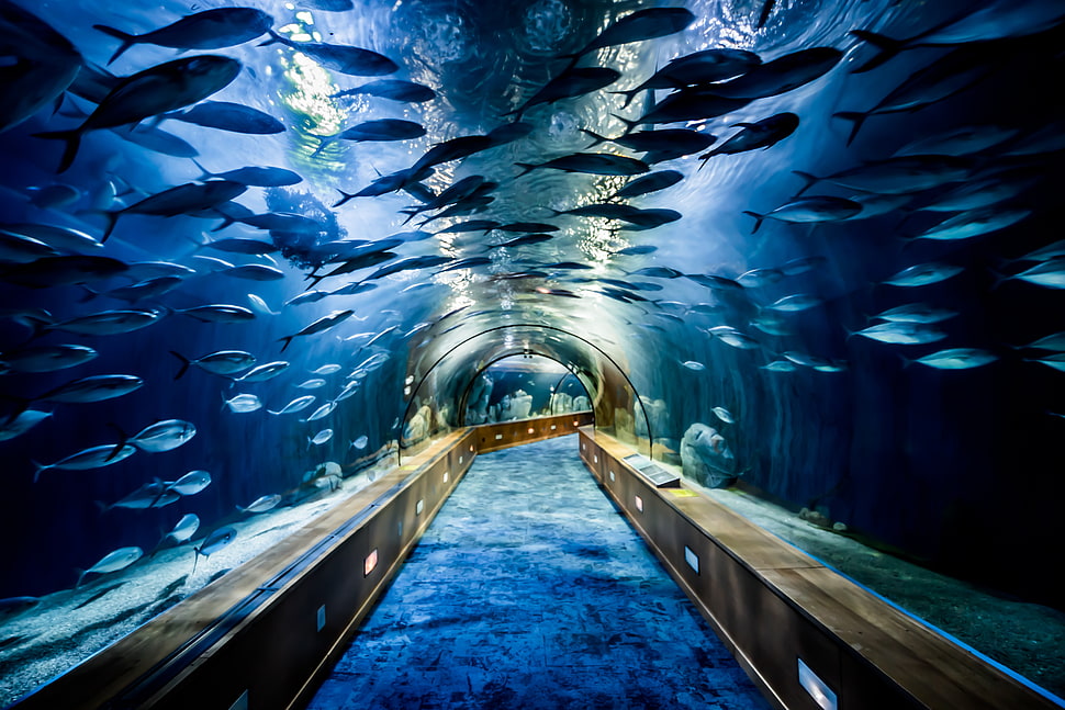 large aquarium with school of fish HD wallpaper