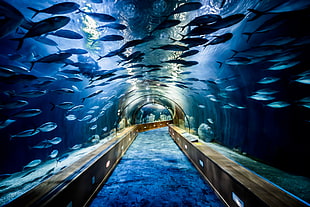 large aquarium with school of fish