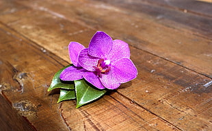 purple moth orchid HD wallpaper