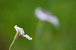 tilt lens photography of flower, japanese iris HD wallpaper