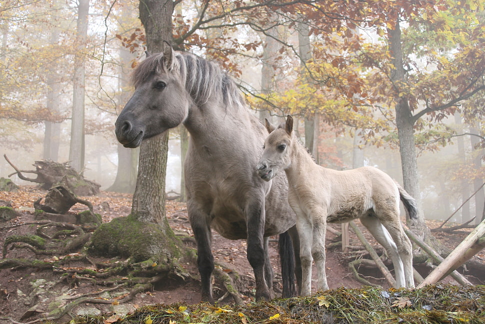 gray horse and calf under tree HD wallpaper