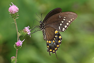 focus shallow of brow butterfly on pink flower, spicebush, swallowtail