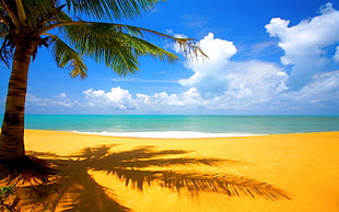green palm tree, sea, palm trees, clouds, beach HD wallpaper