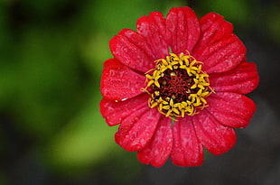 red and yellow petaled flower