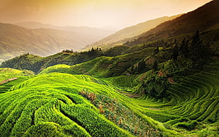 rice terraces field, nature, landscape, rice paddy, China