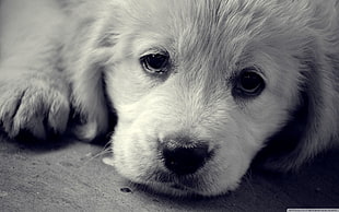 short-coated white puppy, puppies, monochrome, dog, animals