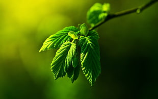 close-up photo of ovate green leaves on branch
