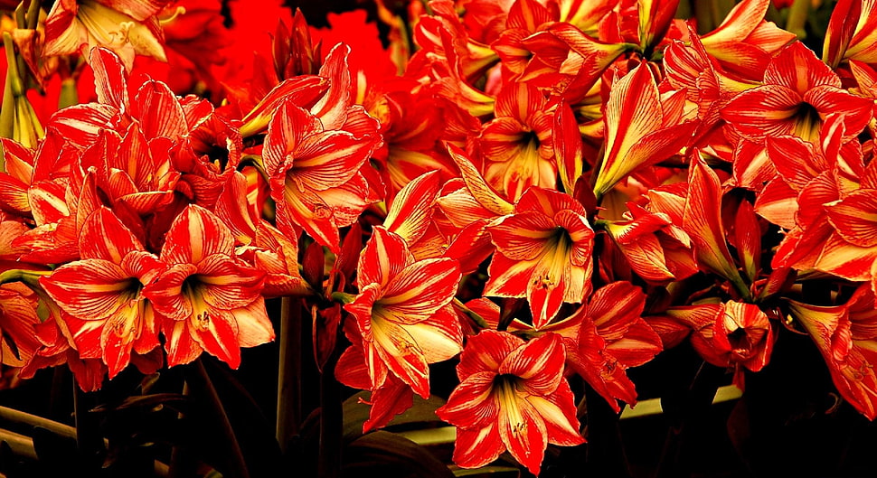 red-and-yellow petaled flowers HD wallpaper