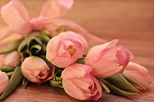 pink flowers on brown wooden surface