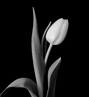 grayscale photography of tulip HD wallpaper