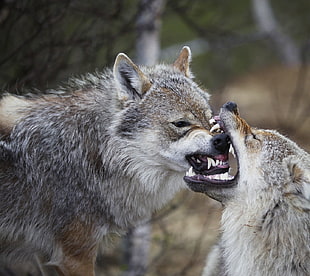 two gray wolves, wolf, animals, wildlife HD wallpaper