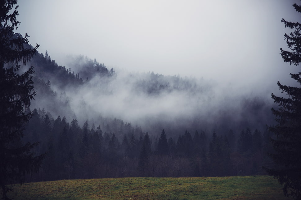 green forest, nature, trees, mist, forest HD wallpaper