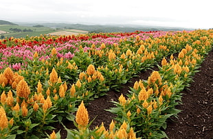 bed of flowers HD wallpaper