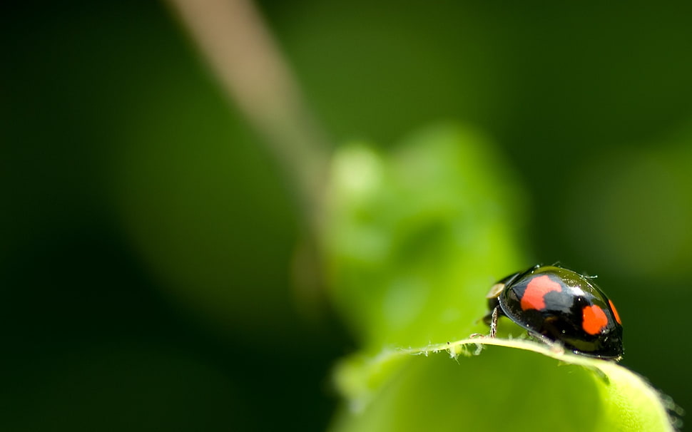 black and orange ladybug on green leaf plant HD wallpaper